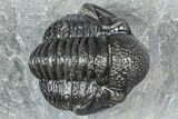 Curled Proetid (Gerastos) Trilobite Fossil - Morocco #363964-3